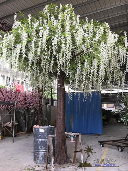 豆花树 高4米 冠幅3.5米